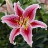 Hybrid Lily 'Stargazer'