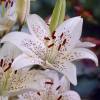 Hybrid Lily 'Sterling Star'