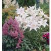 Hybrid Lily 'Sterling Star'