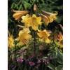 Trumpet shaped Lily 'African Queen'