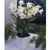 Trumpet shaped Lily Longiflorum