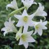 Trumpet shaped Lily Longiflorum