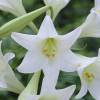 Trumpet shaped Lily Longiflorum