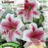 Trumpet shaped Lily Longiflorum 'Triumphator'