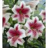Trumpet shaped Lily Longiflorum 'Triumphator'