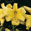 Trumpet shaped Lily 'Royal Gold'