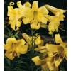 Trumpet shaped Lily 'Royal Gold'