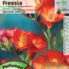 Freesia Single Red