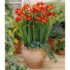 Freesia Single Red