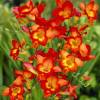 Freesia Single Red