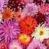 Low price Dahlia bulbs - End of season offers