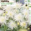 Dahlia Dwarf Cactus White