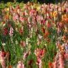 Low price Gladiola bulbs - End of season offers