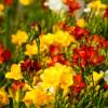 Low price Freesias bulbs - End of season offers