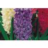Low price Hyacinths bulbs - End of season offers