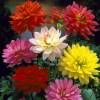 Dahlia Dwarf Decorative mixed