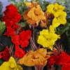 Canna mixed