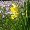 Daffodil Tenby