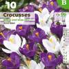 Crocus Vernus white blue mix