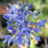 Allium Caeruleum Azureum - Blue-Flowered Garlic