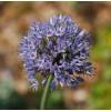 Allium Caeruleum Azureum - Blue-Flowered Garlic