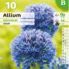 Allium Caeruleum Azureum - Blue-Flowered Garlic