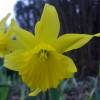 Daffodils, Yellow trumpet-shaped