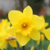 Daffodils, Yellow trumpet-shaped