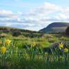 Daffodils, Yellow trumpet-shaped