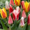 Tulip Greigii, Mixed