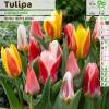 Tulip Greigii, Mixed