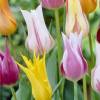 Tulip Lily-flowered Mixed