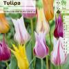 Tulip Lily-flowered Mixed