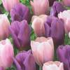 Tulip 'Macaron' Mix