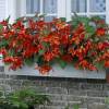 Begonia Bertinii orange-red