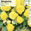 Begonia Multiflora Yellow