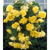 Begonia Pendula Yellow