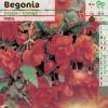 Begonia Pendula Orange