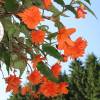 Begonia Pendula Orange
