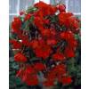 Begonia Pendula Red