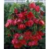 Begonia Pendula Pink