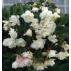 Begonia Pendula White