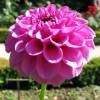 Dahlia Ball 'Boy Scout'