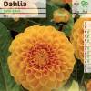 Dahlia Ball 'Safe Shot'