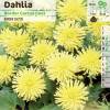 Dahlia Dwarf Cactus Yellow