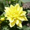 Dahlia Gallery 'Cezanne'