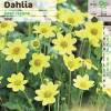 Dahlia Topmix Yellow