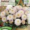 Dahlia Gallery 'Monet'