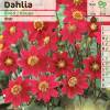 Dahlia Topmix Red