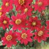 Dahlia Topmix Red